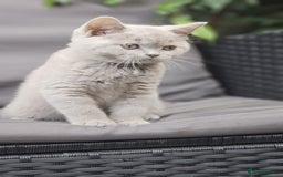 British Shorthair cats for sale: LAST GCCF British Shorthair Kittens Champion - Image 4