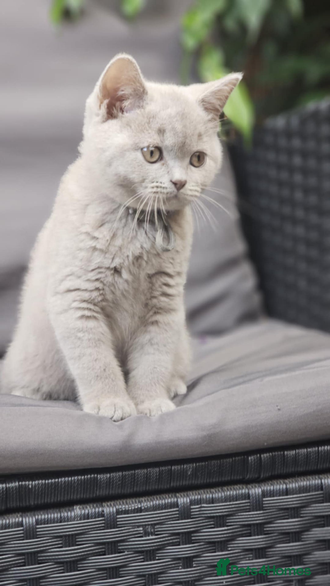 British Shorthair cats for sale: LAST GCCF British Shorthair Kittens Champion - Image 4