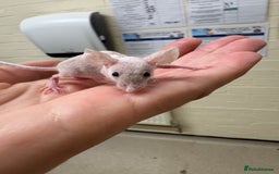 Mouse rodents for sale: Naked mice for sale  - Image 2