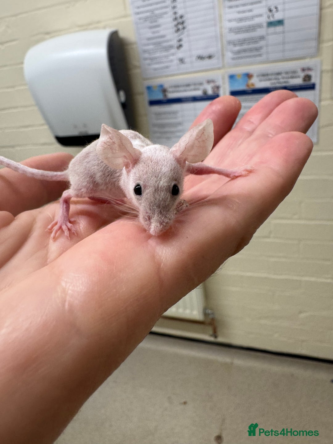 Mouse rodents for sale: Naked mice for sale  - Image 2