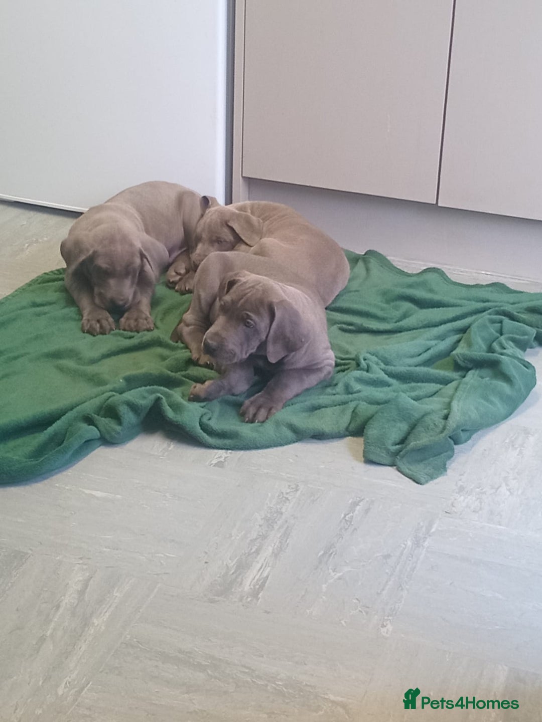 Great Dane dogs for sale: Great Dane puppies  - Image 4
