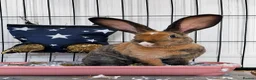 Belgian Hares rabbits for sale: HONEY 🍯  in Yeovil - Advert 1