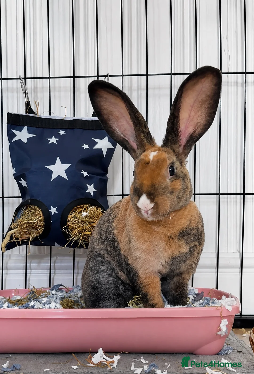 Belgian Hares rabbits for sale: HONEY 🍯  in Yeovil - Advert 1