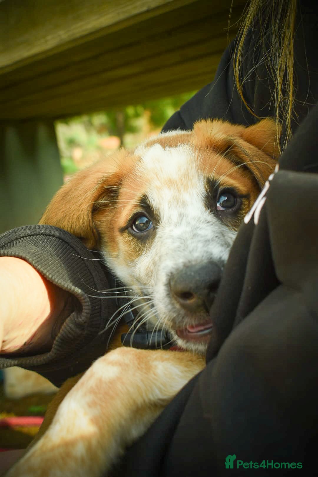 Mixed Breed dogs Bentley - the cuddle monster - Advert 1
