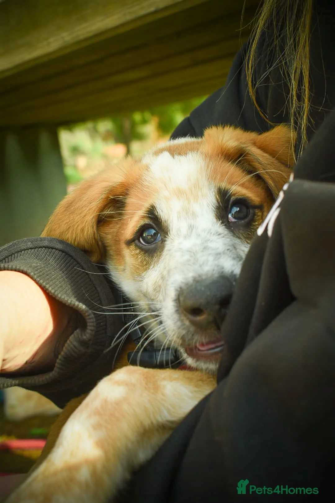 Mixed Breed dogs for adoption: Bentley - the cuddle monster - Advert 1
