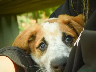 Mixed Breed dogs for adoption: Bentley - the cuddle monster - Advert 4