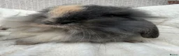 Mini Lop rabbits for sale: Mini lops Ready to go!  in Canterbury - Advert 25