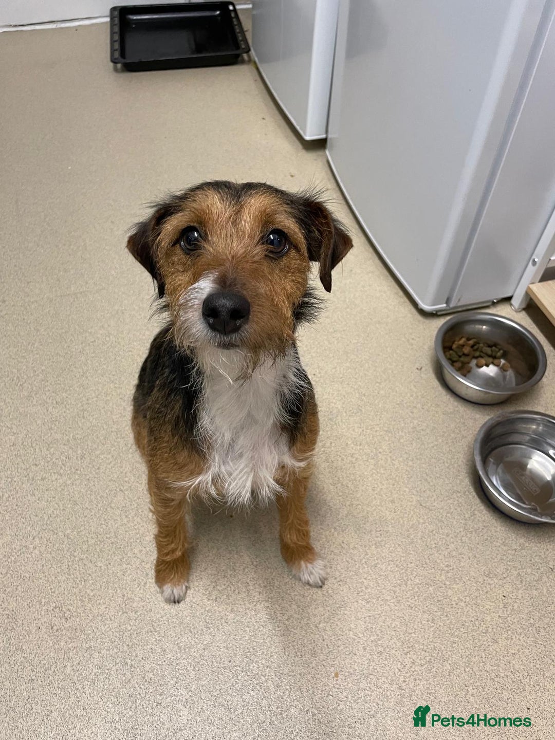 Mixed Breed dogs for sale: Affectionate Lady - Image 1