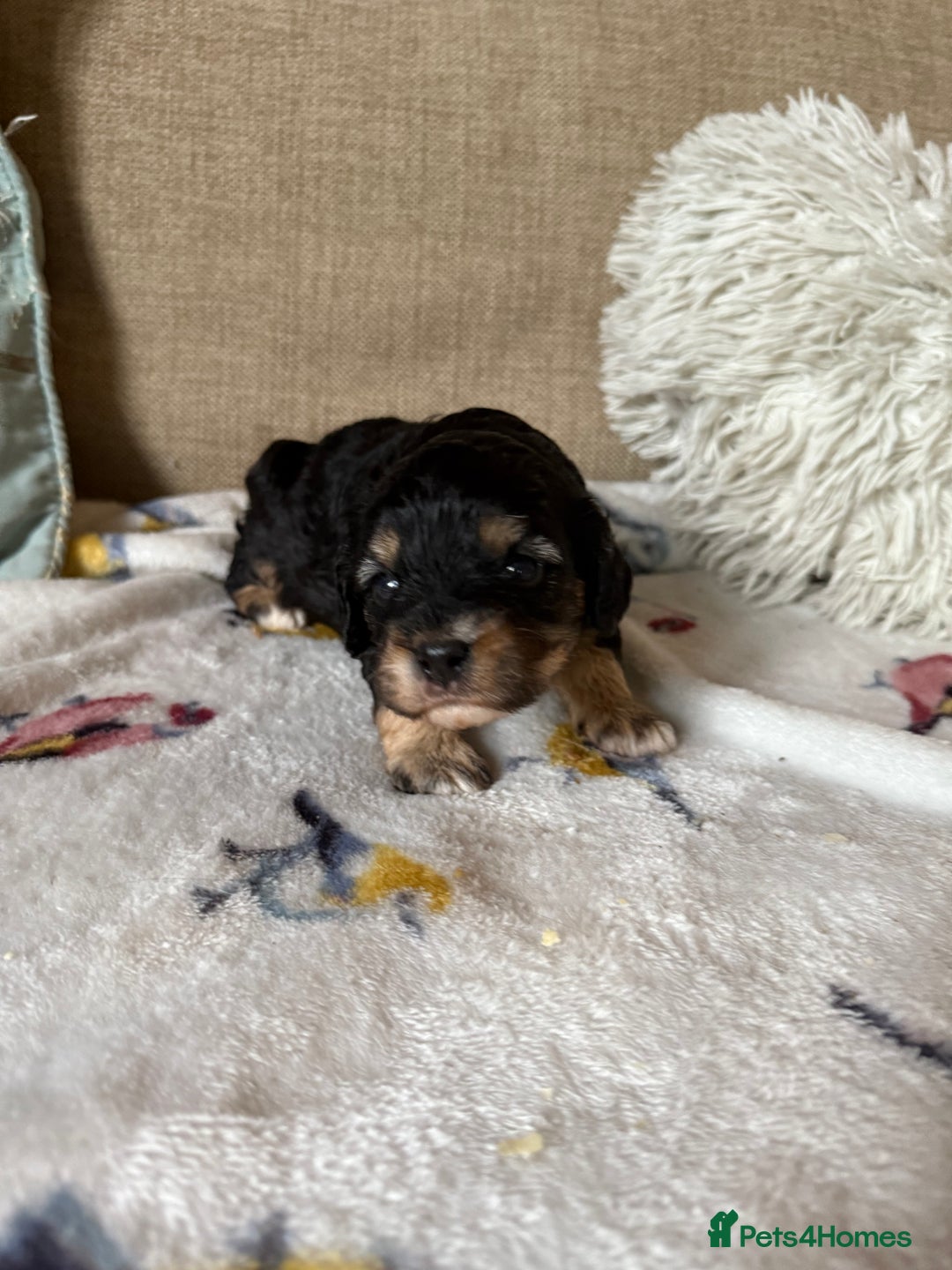 Cavapoo dogs for sale: Beautiful tri f1 toy cavapoo male - Image 3