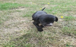 Field Spaniel dogs for sale: Spaniel puppies  - Image 15