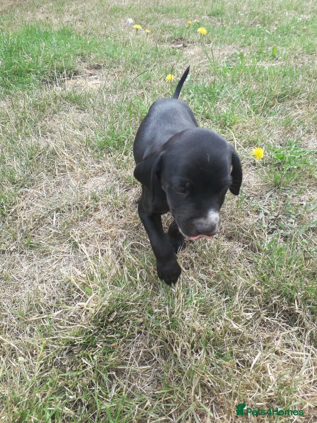 Field Spaniel dogs for sale: Spaniel puppies  - Image 15