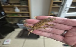 Gecko reptiles for sale: Leopard and crested geckos - Image 5