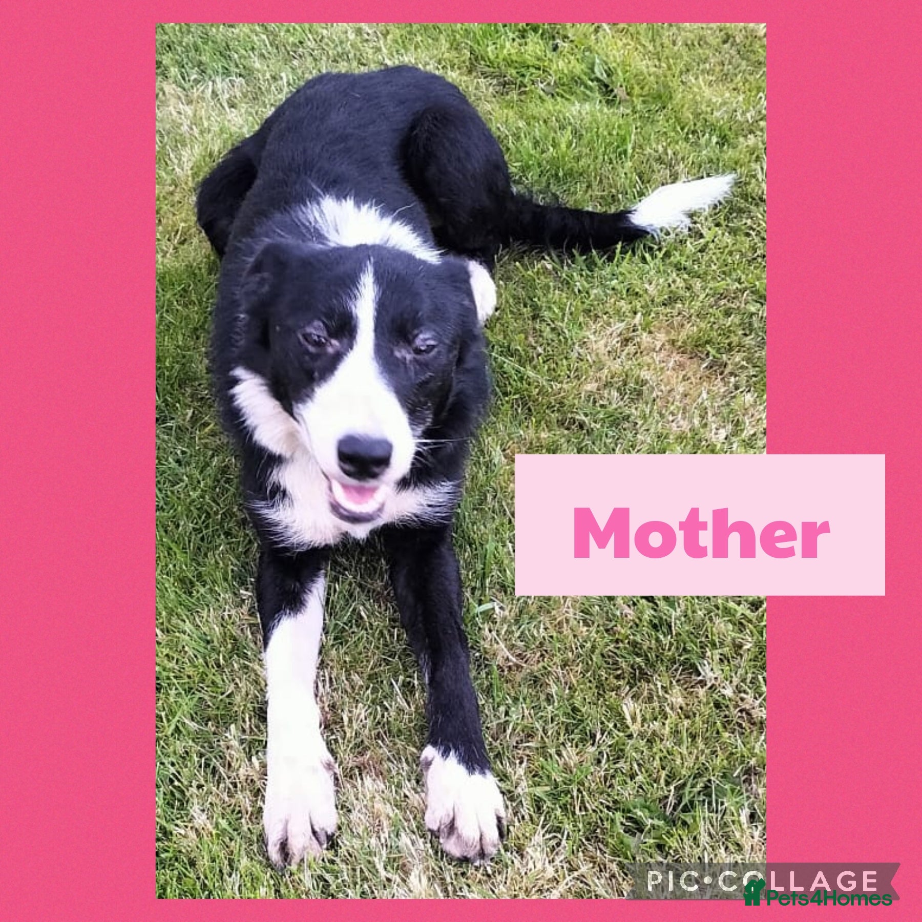 Border Collie dogs Border collie puppies  - Advert 1