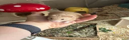 Hamster rodents for sale: Hamster and full set up for sale  - Advert 1