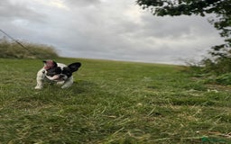 French Bulldog dogs for sale: Oreo French bulldog  - Image 6
