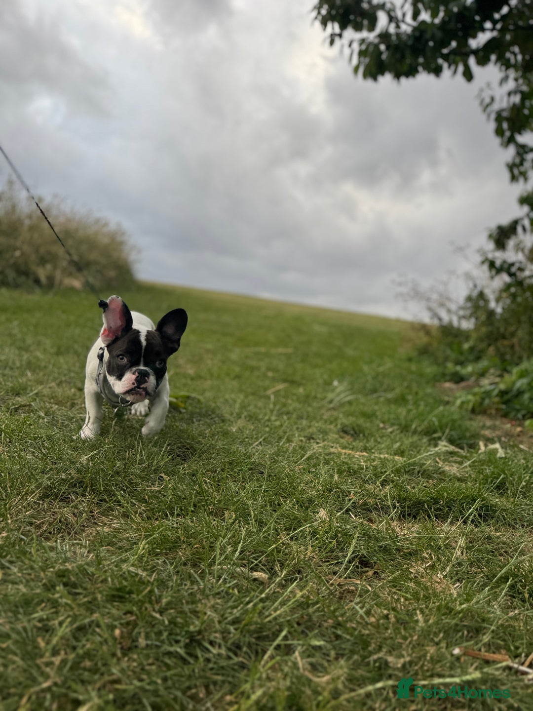 French Bulldog dogs for sale: Oreo French bulldog  - Image 6