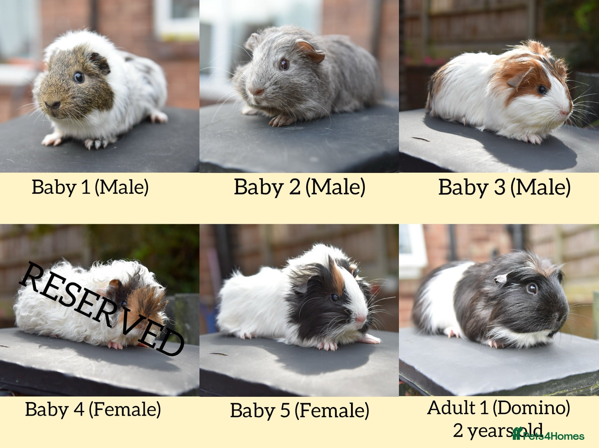 Guinea Pig rodents ⭐️ Baby Guinea Pigs Looking For New Homes⭐️ - Advert 1
