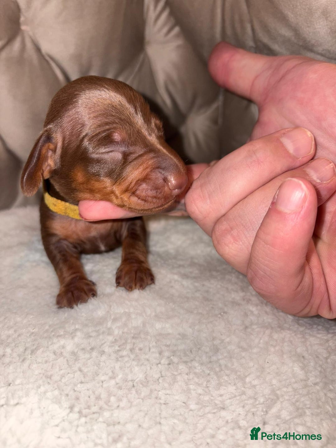 Dachshund dogs for sale: 6 mini dachshunds looking for there forever home  - Advert 18