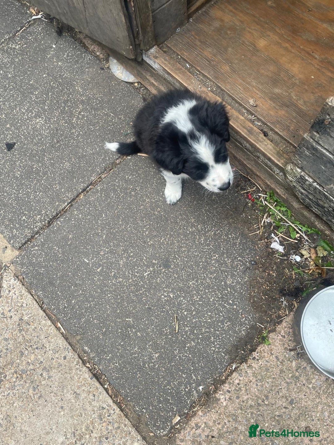Border Collie dogs for sale: Border collie pup - Image 4