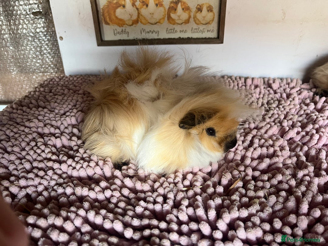 Guinea Pig rodents for sale: PAIR OF PERUVIAN SISTERS 🩷🩷 - Image 4