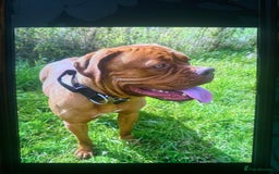 Dogue De Bordeaux dogs for sale: Stunning adult female dogue de Bordeaux  - Image 3