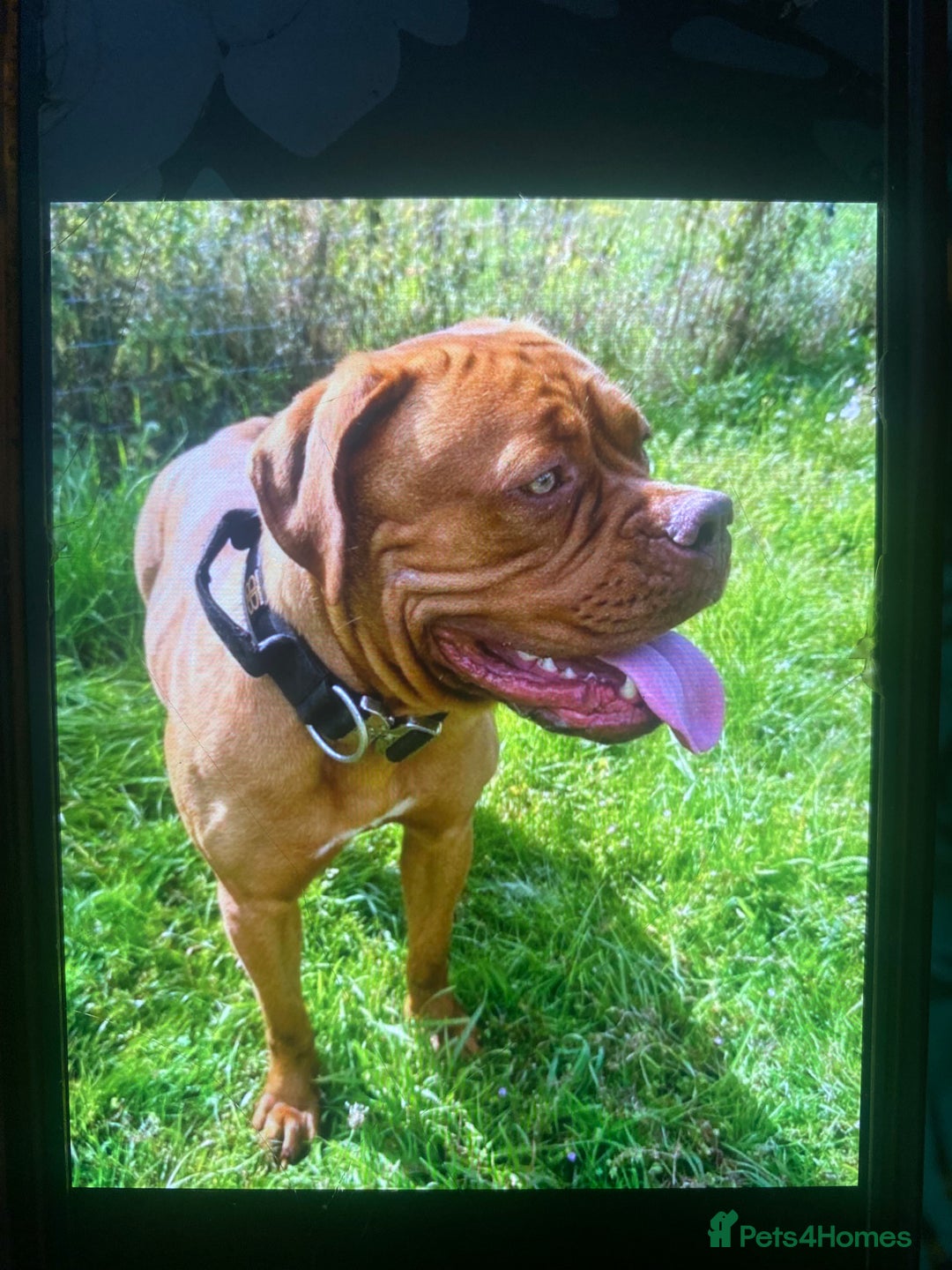 Dogue De Bordeaux dogs for sale: Stunning adult female dogue de Bordeaux  - Image 3