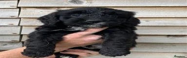 Cockapoo Puppy 1