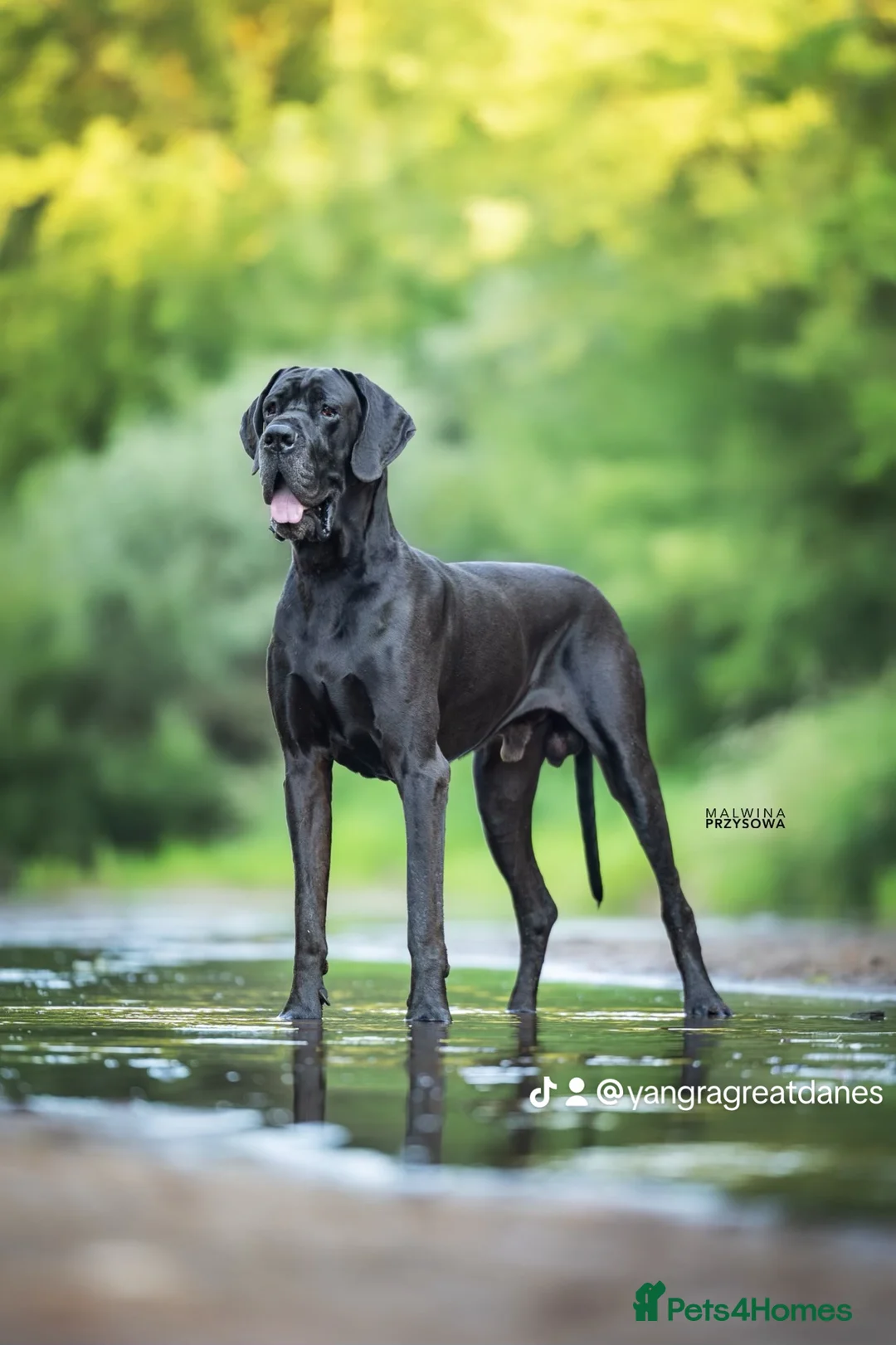 Great Dane dogs for stud: Interchampion and champion Proven for stud in Wakefield - Advert 2