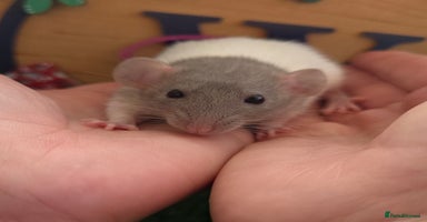 Rat rodents - Advert 16