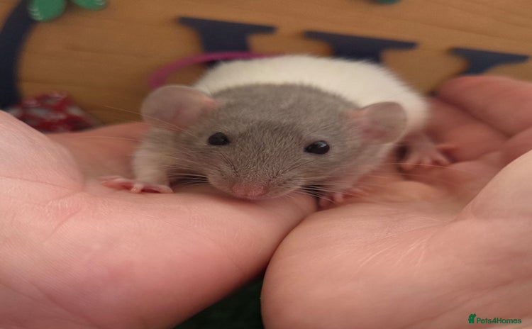 Rat rodents - Advert 4