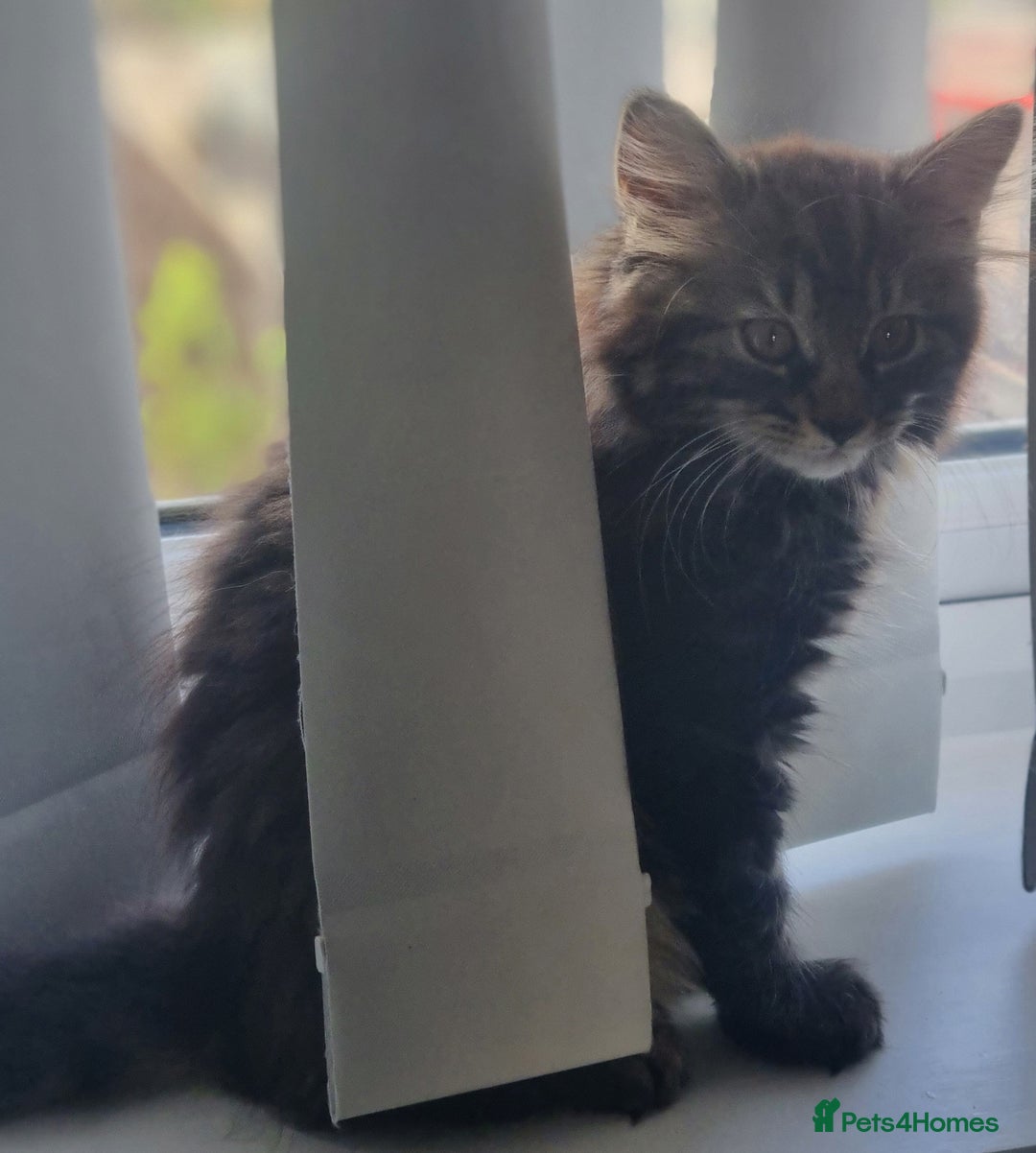 Mixed Breed cats for sale: Cute kittens - Image 33