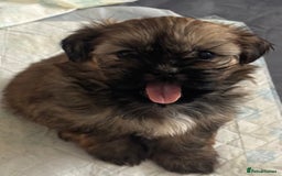 Shih Tzu dogs for sale: Shih tzu  - Image 38