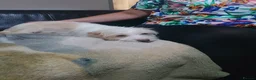 Jack Russell dogs for sale: Jack Russel  - Advert 2