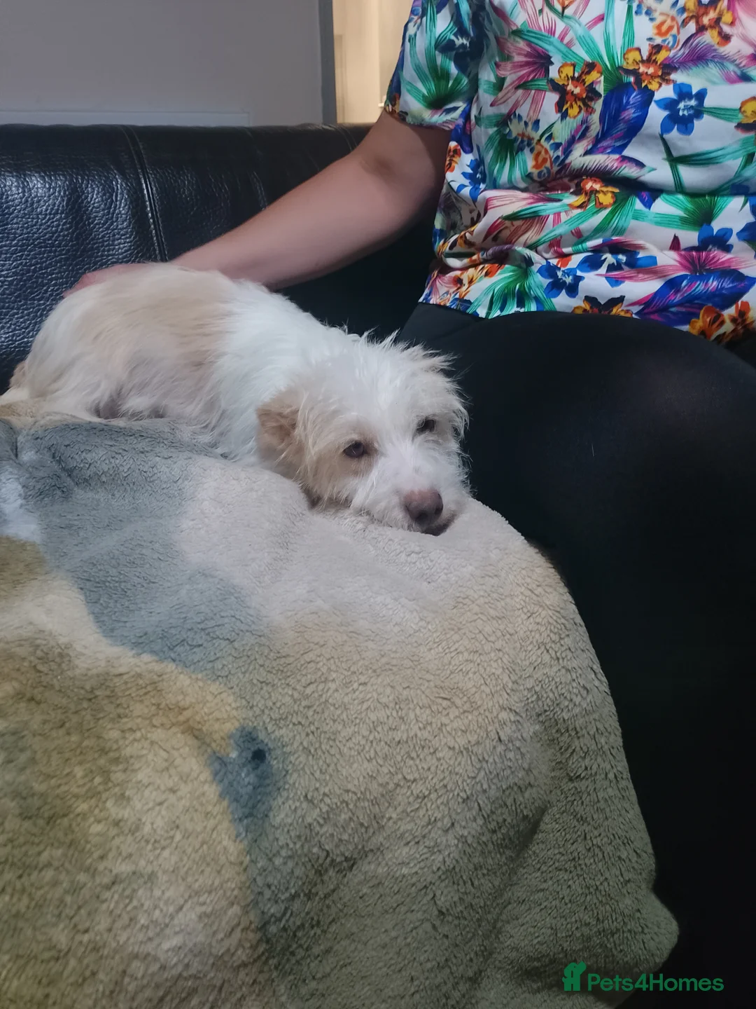 Jack Russell dogs for sale: Jack Russel  - Advert 2