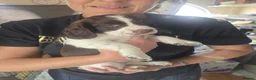 Mixed Breed dogs for sale: Cindy Lou’s beautiful puppies in Gloucester - Advert 14