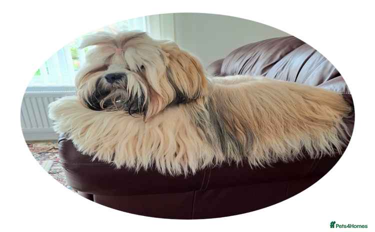Lhasa Apso dogs - Advert 1