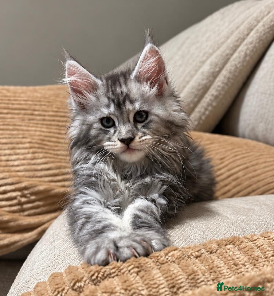 Maine Coon cats Beautiful Maine coon kittens  - Advert 12
