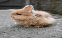 Mixed Breed rabbits for sale: Angora x Lionhead Female Looking For Home  - Image 3