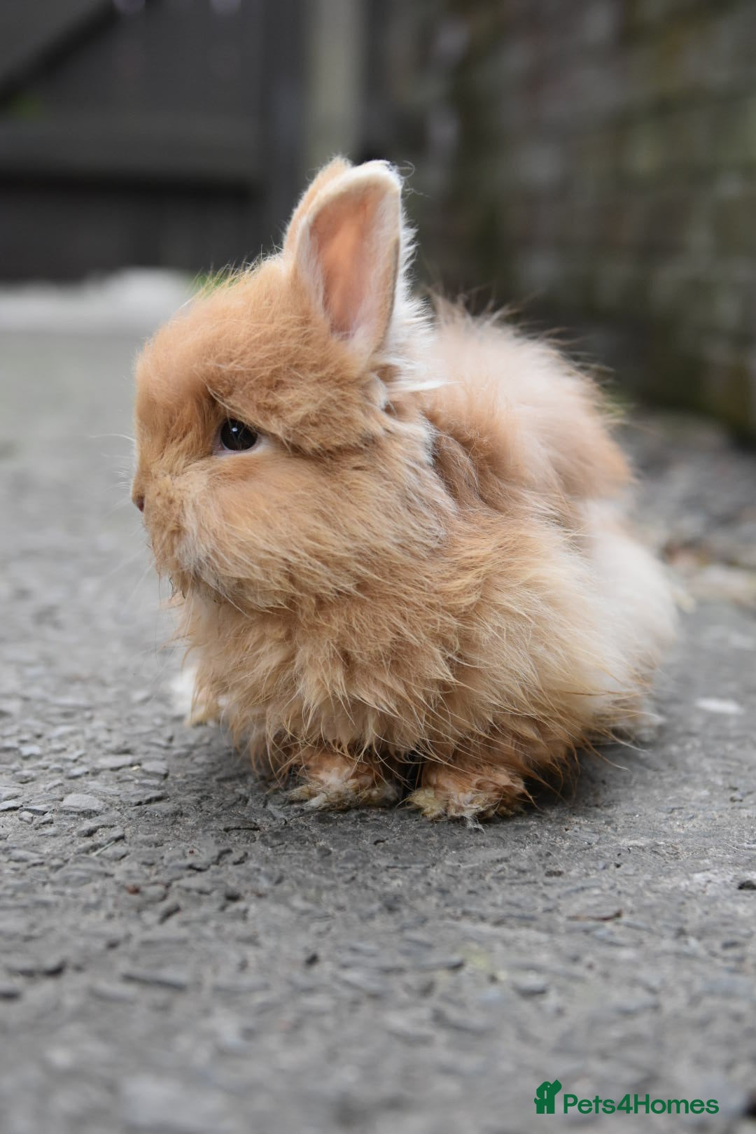 Mixed Breed rabbits for sale: Angora x Lionhead Female Looking For Home  - Image 3
