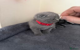 Scottish Fold cats for sale: Scottish fold - Image 7