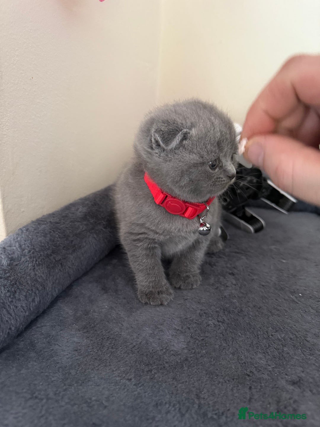 Scottish Fold cats for sale: Scottish fold - Image 7