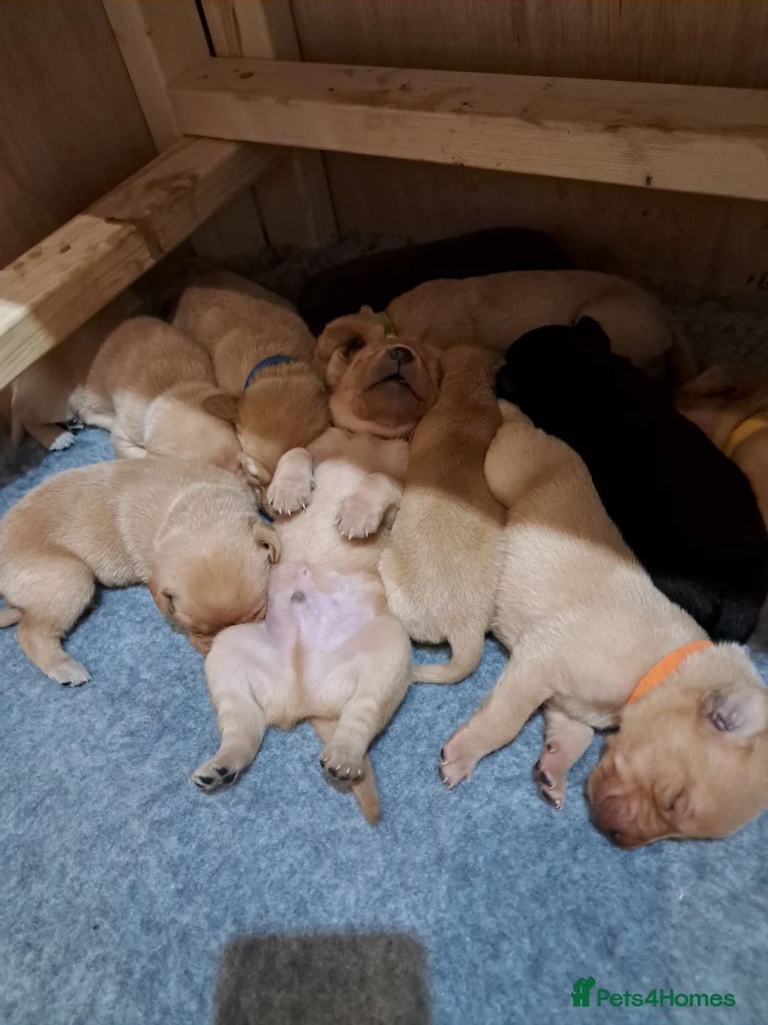 Labrador Retriever dogs for sale: Labrador Puppies - Advert 33