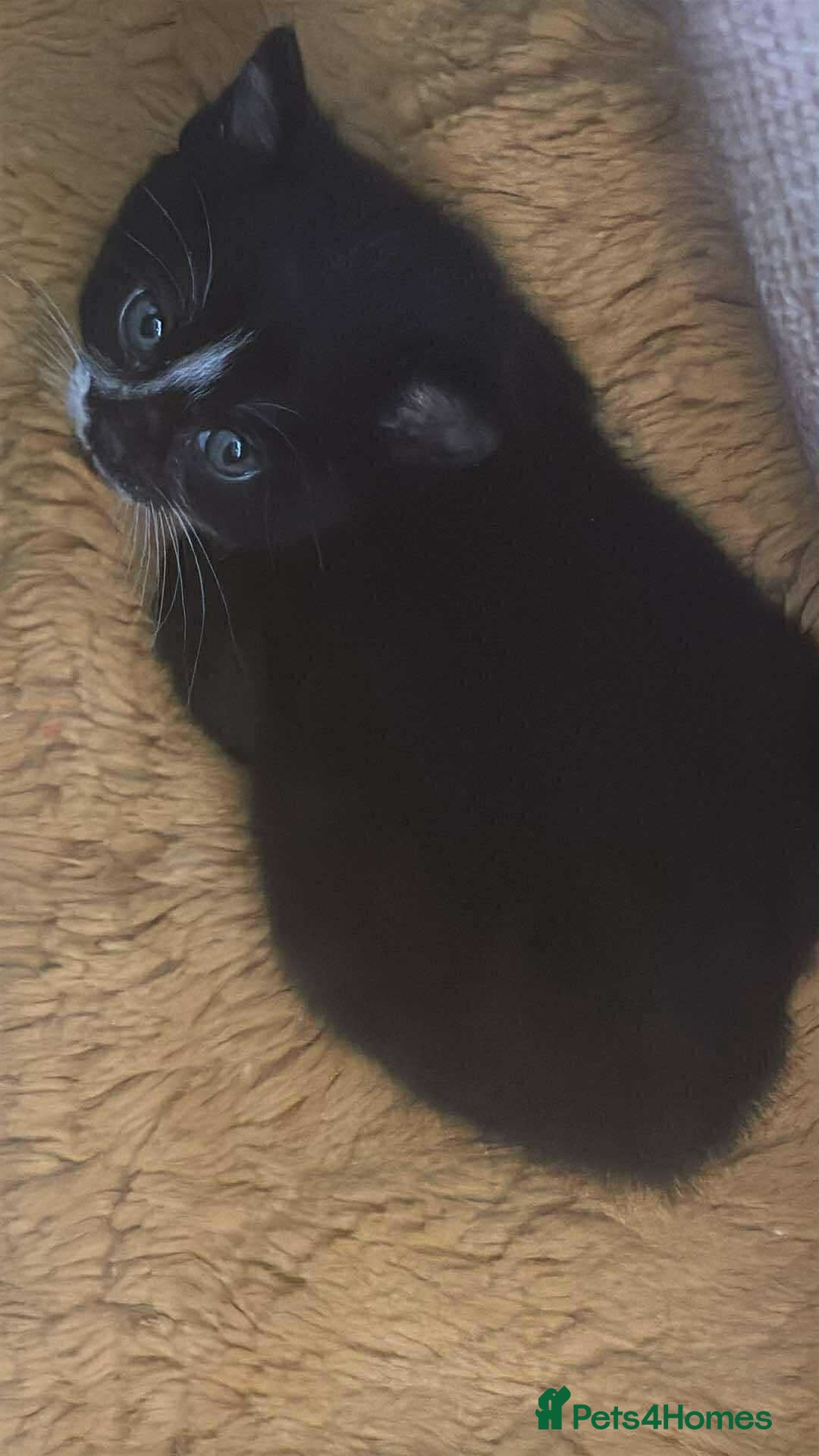 Mixed Breed cats for sale: FEMALE KITTENS FOR SALE £100 EACH - Image 2