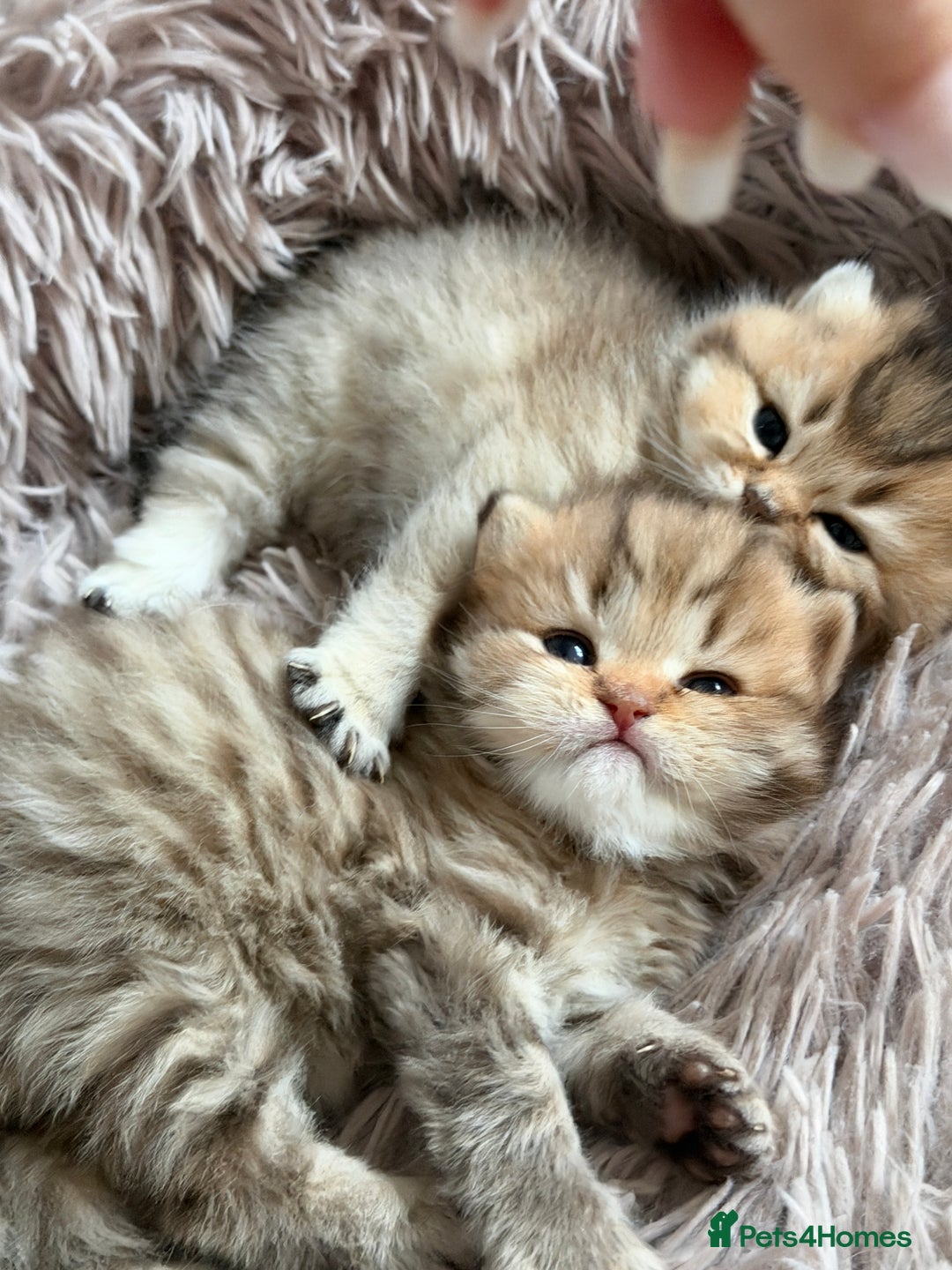 British Shorthair cats for sale: Beautiful British Shorthair Kittens – 5 Available - Advert 14