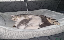 Ragdoll cats for sale: Ragdoll X Bengal - Image 23