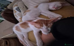 Mixed Breed cats for adoption: HARLEY & BOB BONDED BOYS 4M NEUTERED -VACCINATED  - Image 8