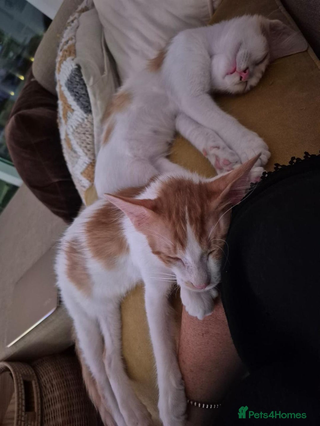 Mixed Breed cats for adoption: HARLEY & BOB BONDED BOYS 4M NEUTERED -VACCINATED  - Image 8