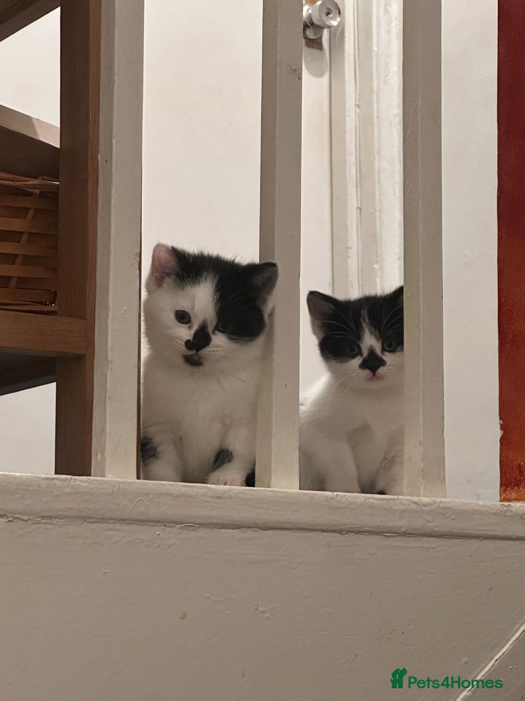 American Wirehair cats for sale: 3 KITTENS FOR SALE - ready to leave Jan 11th - Advert 2