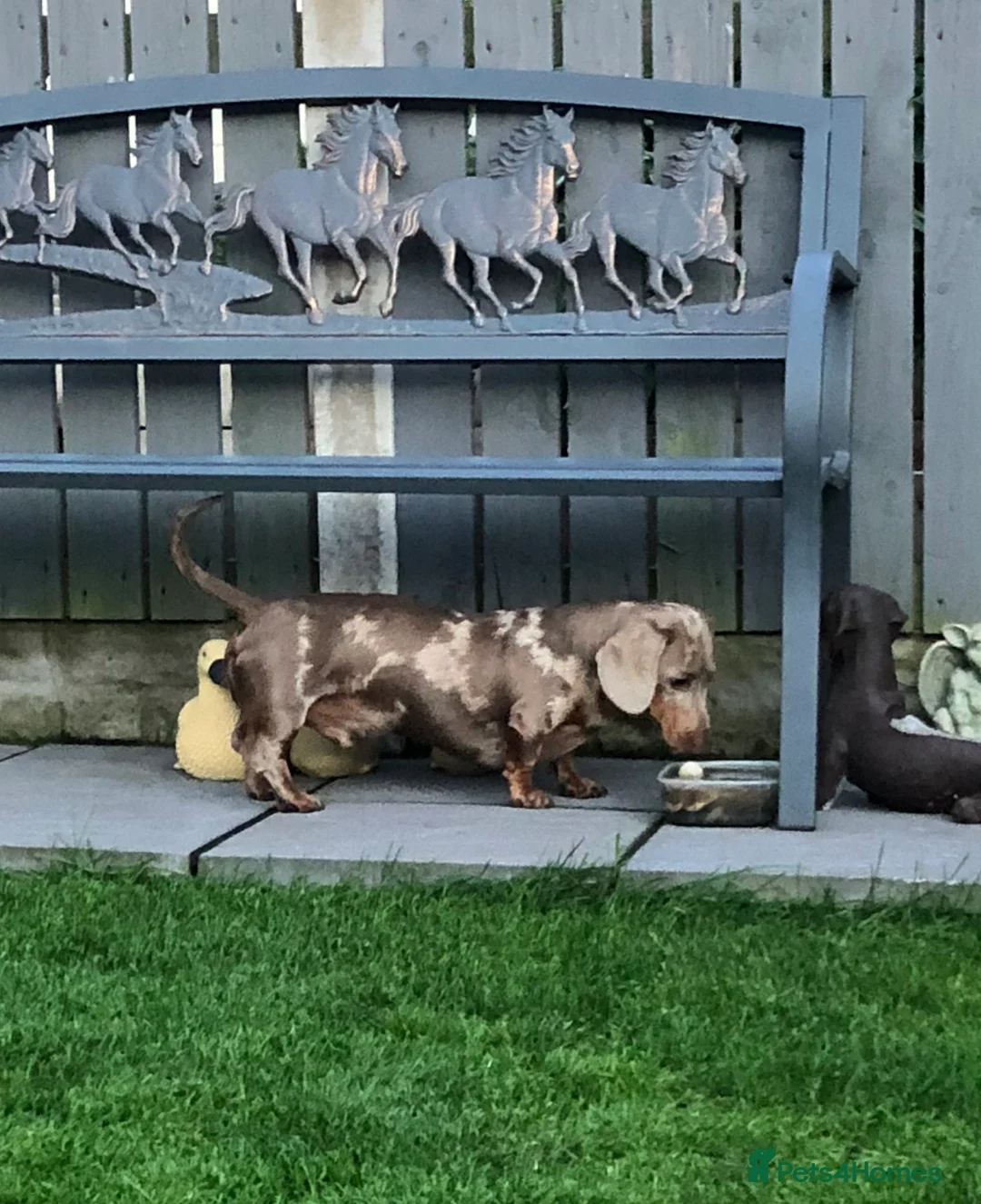 Miniature Dachshund dogs for stud: Handsome Isabella tan miniature dachshund  in Maryport - Advert 2