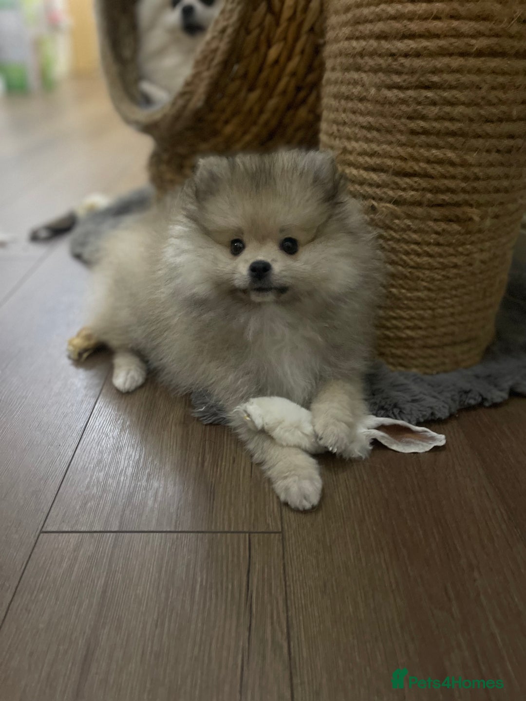 Pomeranian dogs for sale: Pomeranian Puppies – Ready Now - Advert 7